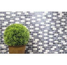 Decoratieve kamerplant voor een mozaïekwand