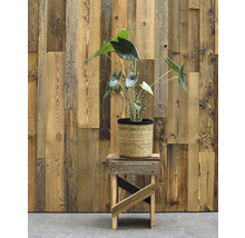 Kamerplant in een pot op een kleine houten kruk voor een houten wand
